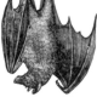 bsag avatar