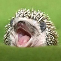 silverezhik avatar